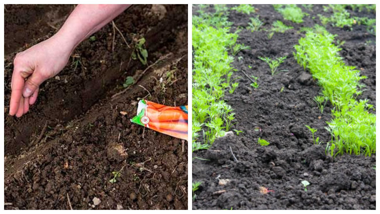 Sodininkai atskleidė paslaptį: kodėl lapkritį sėti morkas duoda dvigubai didesnį derlių