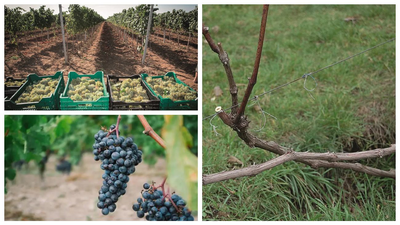 Vynuogių augintojai atskleidė 3 paslaptis: kaip išgelbėti vynmedžius nuo žiemos be centų išlaidų