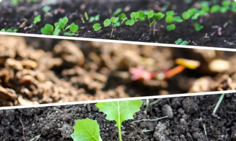 Gruodį būtinai pabarstykite lysves šiuo paprastu produktu – dirvožemis taps daug derlingesnis.