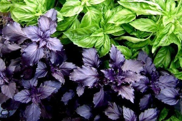 Mokslininkai įvardijo produktą, apsaugantį nuo demencijos