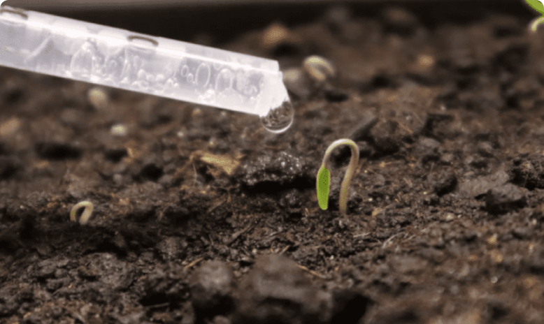 Ar norite galingų, gražių daigų ir superinio paprikų bei pomidorų derliaus 2026 metais? Padarykite tai!