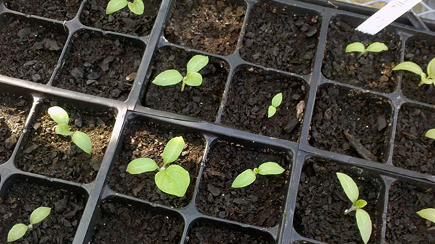 Kuriomis dienomis sėti paprikas ir baklažanus daigams 2026 m. vasario ir kovo mėnesiais: nepraleiskite šių datų pagal mėnulio kalendorių