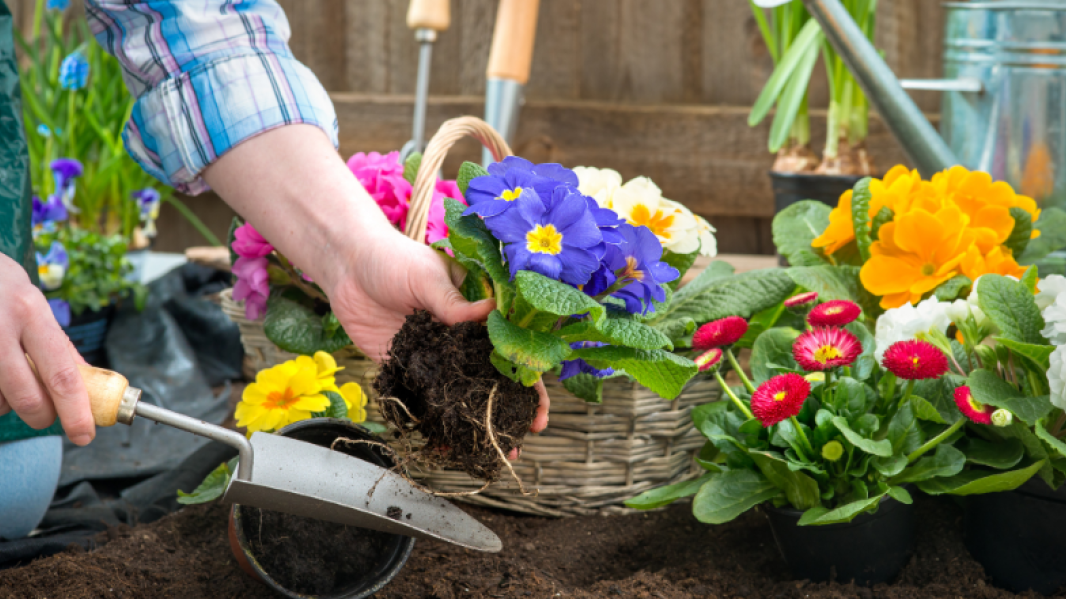 Jie žydės gegužę: kurias gėles šiandien reikėtų sėti sodinukams