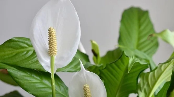 Kaip priversti spathiphyllum žydėti: paprastas maitinimas „moterų laimei“