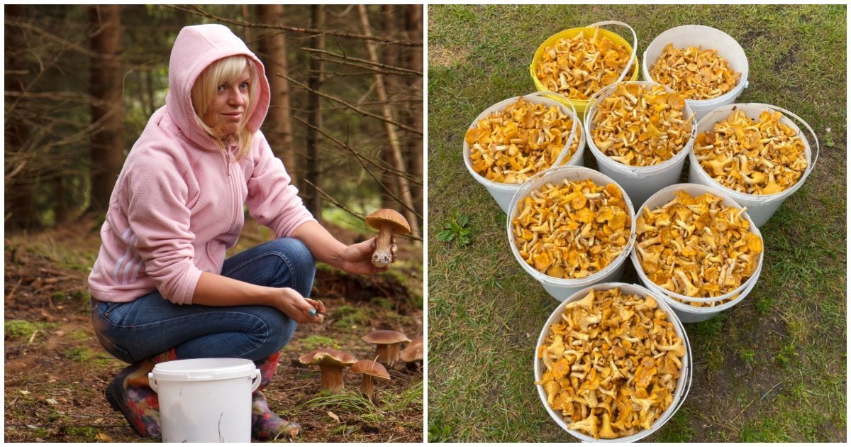 Iš miško Ramunė grįžo su 31 kg grybų: išdavė, kur rado