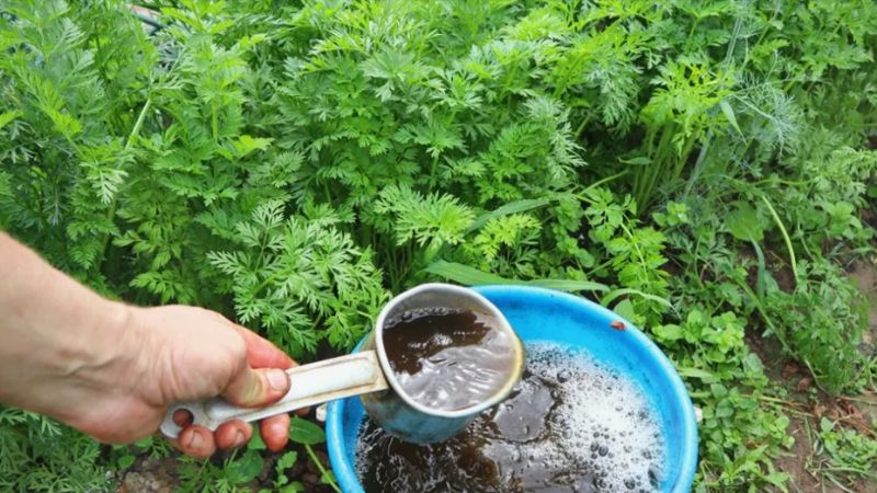 Kaip tręšti morkas liepą ir rugpjūtį, kad jos augtų tolygiai, būtų saldžios ir gerai laikytųsi