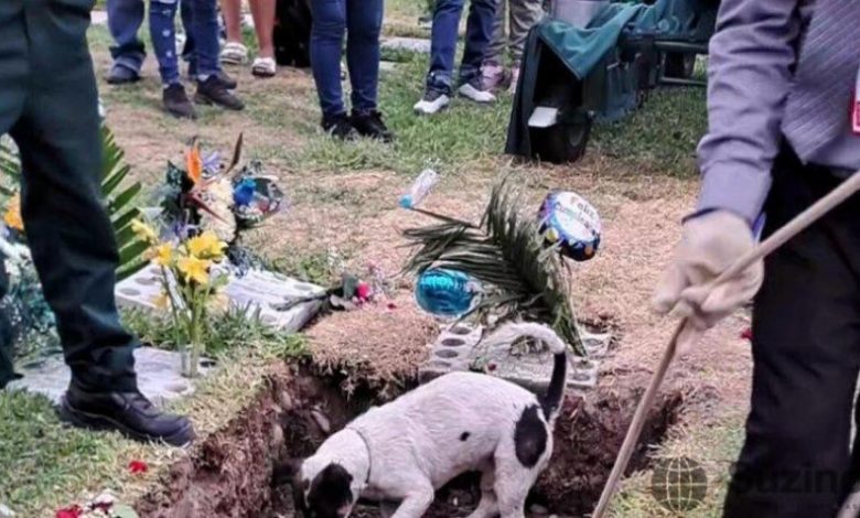 Širdį verianti akimirka, kai gedintis šuo per laidotuves bando iškasti šeimininką