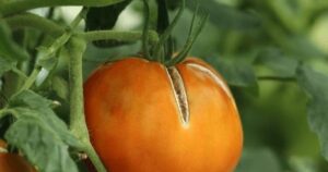 Pomidorai darže daugiau neskilinės: atskleidė, ką reikia daryti