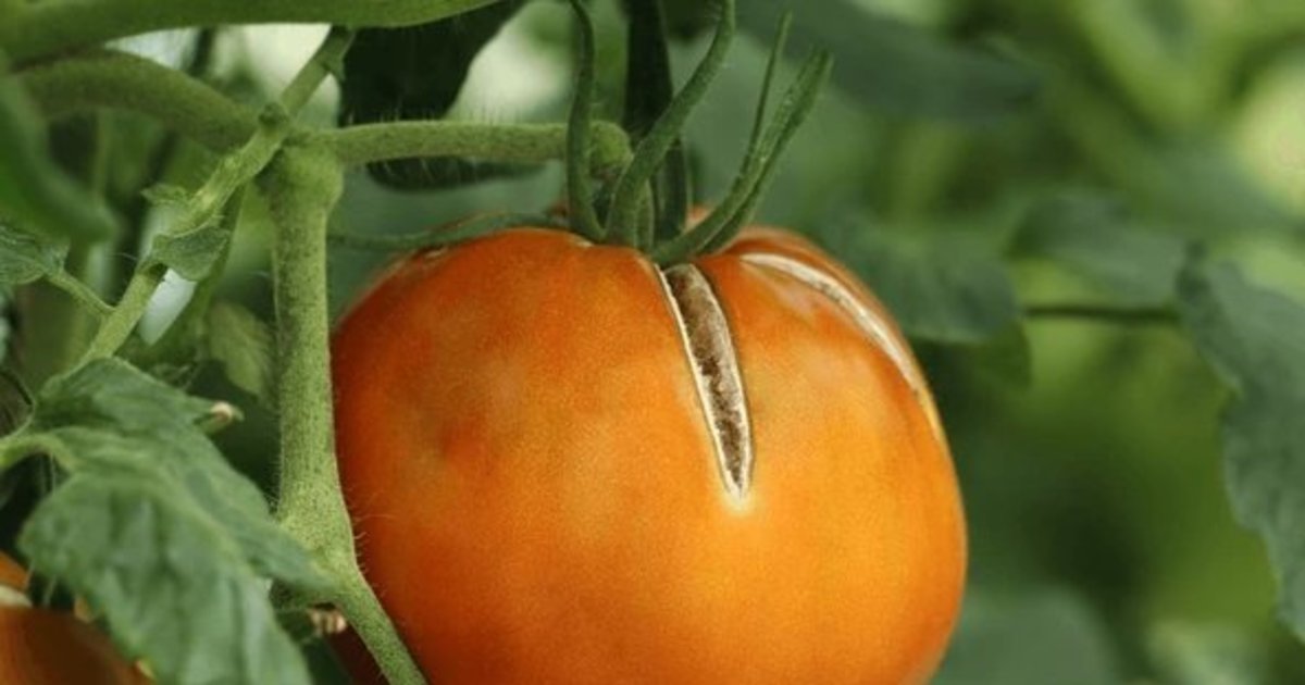 Pomidorai darže daugiau neskilinės: atskleidė, ką reikia daryti