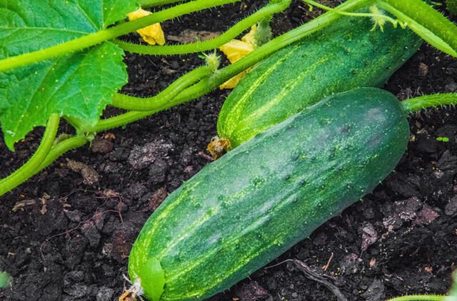 Stalo actas – paprasta priemonė, kuri padidina agurkų derlių iki vėlyvo rudens