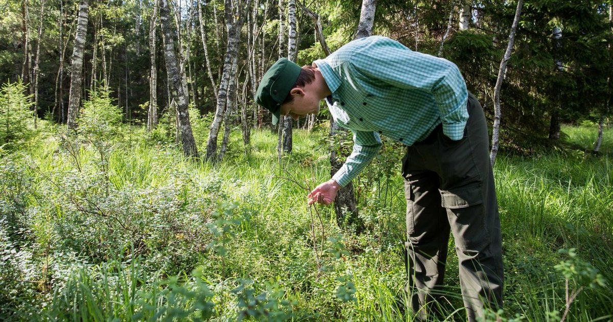 Pamatę, kas vyksta Lietuvos miškuose, nebegali tylėti: parodė visiems