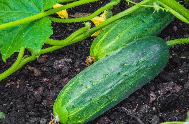 Stalo actas – paprasta priemonė, kuri padidina agurkų derlių iki vėlyvo rudens