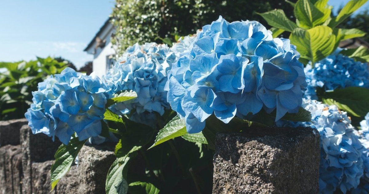 1 triukas pakeis hortenzijų spalvą: ragina išbandyti